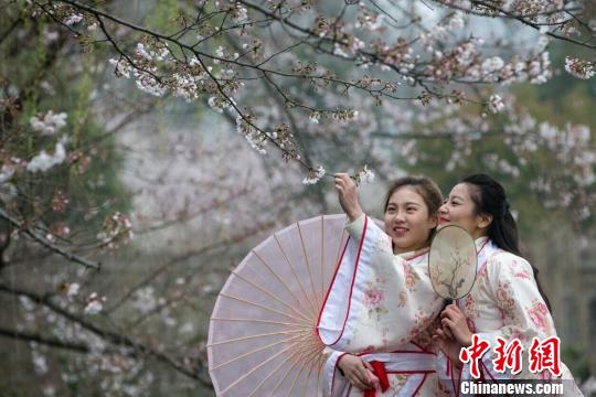 南京明孝陵樱花园“春花如雪” ,花下汉服美女美如画。 梅宁 摄