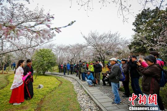 南京明孝陵樱花园“春花如雪” ,花下汉服美女美如画。 梅宁 摄
