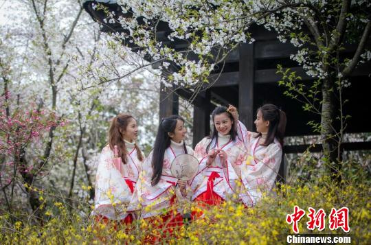 南京明孝陵樱花园“春花如雪” ,花下汉服美女美如画。 梅宁 摄
